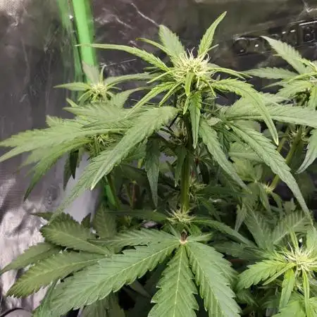 First time grow