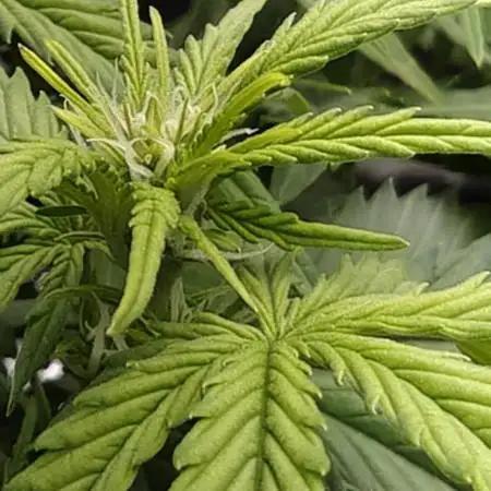 First time grow