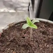 First Photo grow | Hightere Kirsche 🍒