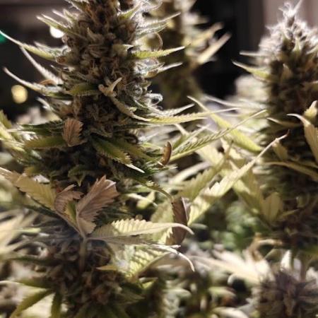 First Photo grow | Hightere Kirsche 🍒