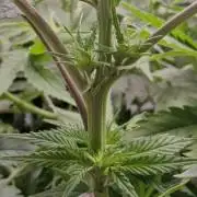 1st Reg Gamble - Doja Seeds Neon Wormz