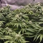 1st Reg Gamble - Doja Seeds Neon Wormz
