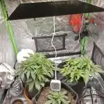 First time grow