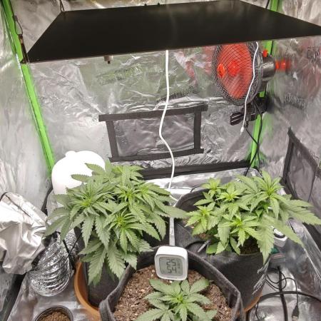 First time grow