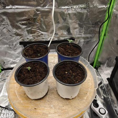 First time grow