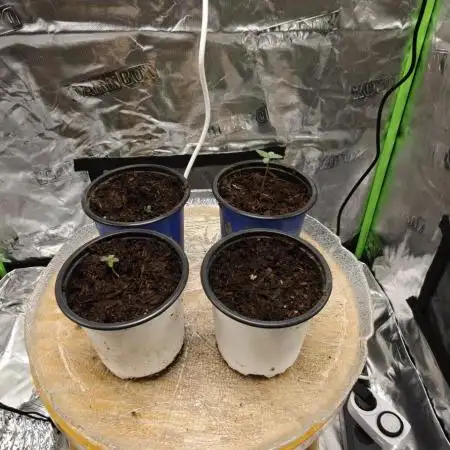 First time grow