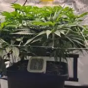 1st Reg Gamble - Doja Seeds Neon Wormz