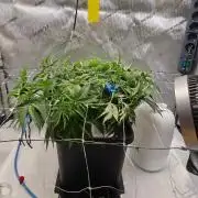 1st Reg Gamble - Doja Seeds Neon Wormz