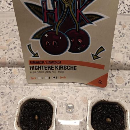 First Photo grow | Hightere Kirsche 🍒