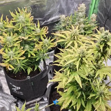 First time grow