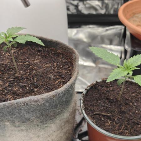 First Photo grow | Hightere Kirsche 🍒