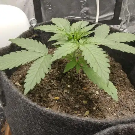 First time grow