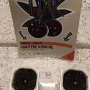 First Photo grow | Hightere Kirsche 🍒