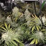 First DWC Grow - Ocifer