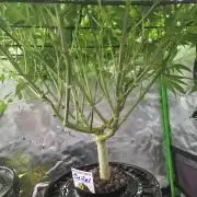 First (Successful) Hydro Grow