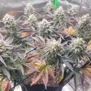 Mountain Man OG f2 keeper