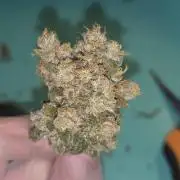 First DWC Grow - Ocifer