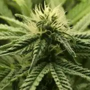 First (Successful) Hydro Grow