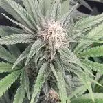Mountain Man OG Grow #2