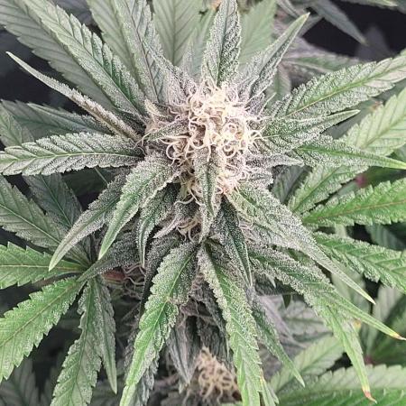 Mountain Man OG Grow #2