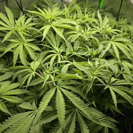 First (Successful) Hydro Grow