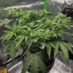 First (Successful) Hydro Grow