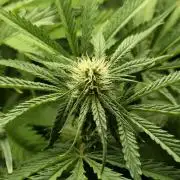 First (Successful) Hydro Grow