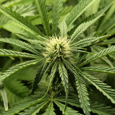 First (Successful) Hydro Grow