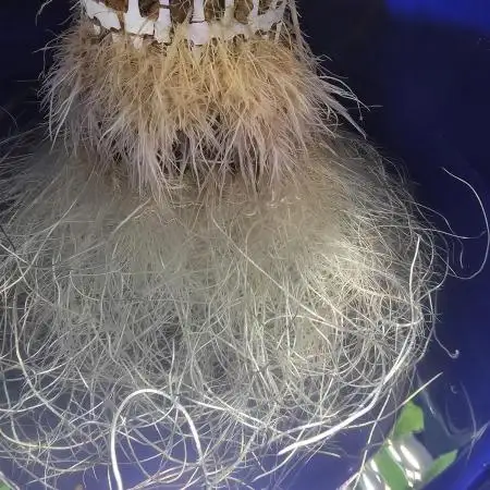 DWC Hydro 2
