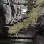 Mountain Man OG Grow #2