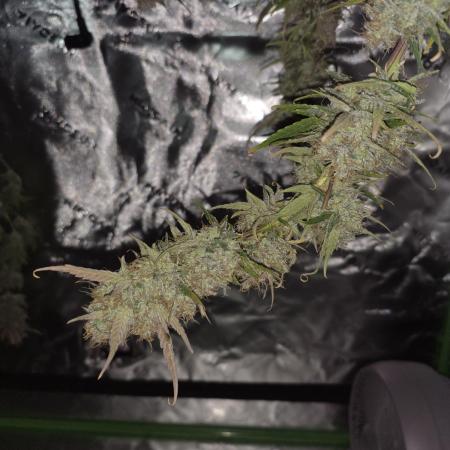 Mountain Man OG Grow #2