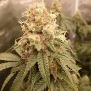 Blueberry Muffin (Humboldt Seeds)