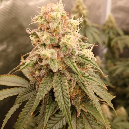 Blueberry Muffin (Humboldt Seeds)