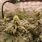 Blueberry Muffin (Humboldt Seeds)