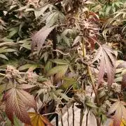 White Widow (Royal Queen Seeds)