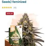 GMO Cookies (Zamnesia seeds)