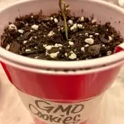 GMO Cookies (Zamnesia seeds)
