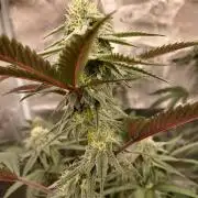 White Widow (Royal Queen Seeds)