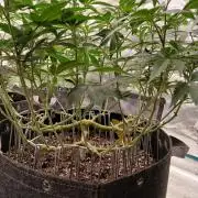 GMO Cookies (Zamnesia seeds)