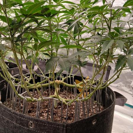 GMO Cookies (Zamnesia seeds)