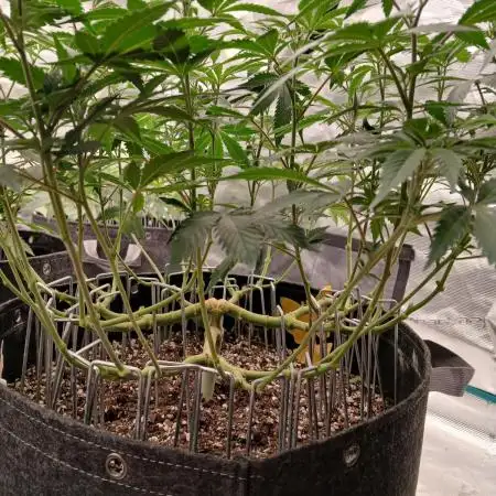 GMO Cookies (Zamnesia seeds)