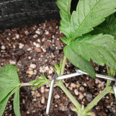 White Widow (Royal Queen Seeds)
