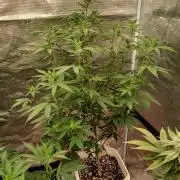 GMO Cookies (Zamnesia seeds)