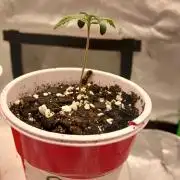 GMO Cookies (Zamnesia seeds)