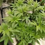 White Widow (Royal Queen Seeds)