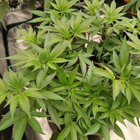 White Widow (Royal Queen Seeds)