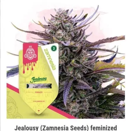 Jealousy (Zamnesia Seeds)
