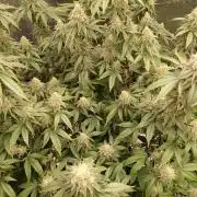 Blueberry Muffin (Humboldt Seeds)