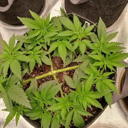 White Widow (Royal Queen Seeds)