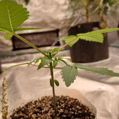 White Widow (Royal Queen Seeds)
